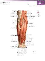 Sobotta Atlas of Human Anatomy  Head,Neck,Upper Limb Volume1 2006, page 208